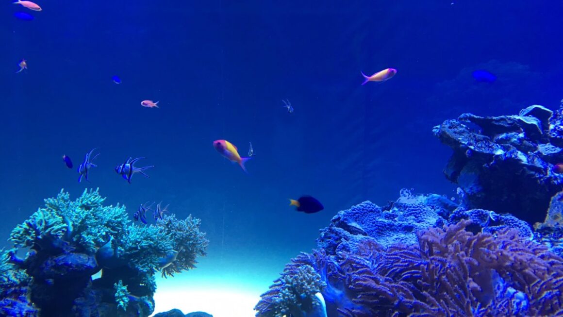 喜歡逛水族館