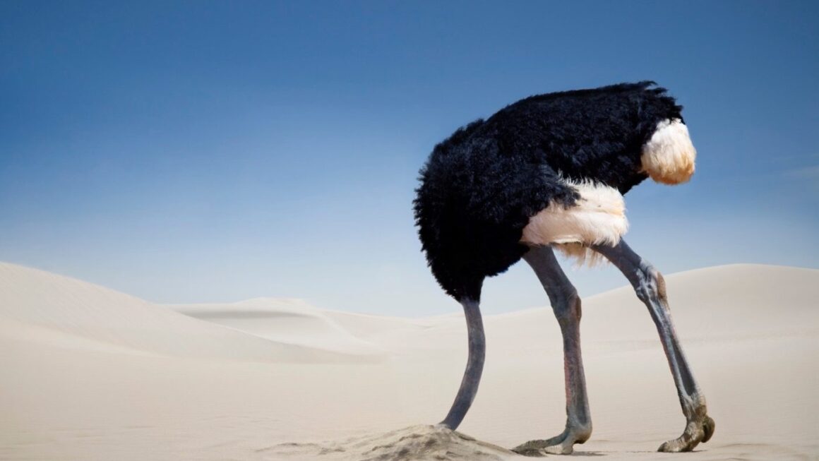 鴕鳥